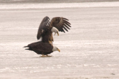 Memorial Lake (Bald Eagles Mating?)