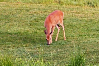 Deer on Golf Course