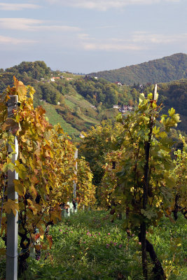 Vineyard in Samoborsko Gorje
