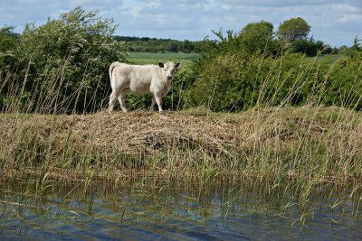 North of Rathangan