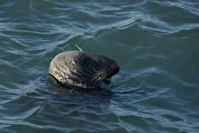 Seal in Bullock Harbour, Dalkey