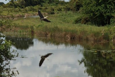 Heron in flight, west of Enfield