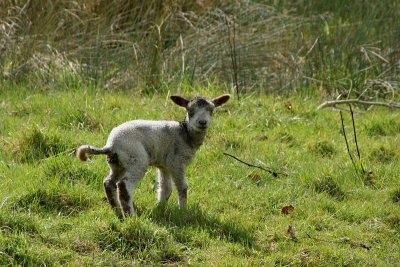 Lamb near Landenstown