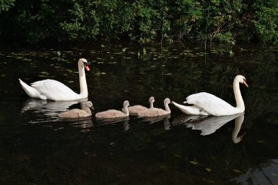 Swans near Hazelhatch