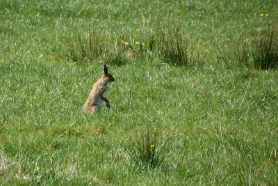 Hare near Kilbeggan