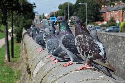 Pigeons near the 2nd lock