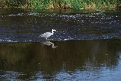 Heron at Upper Tinnahinch Weir