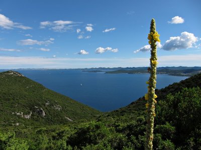 Ugljan - west coast