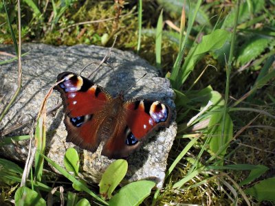 Butterfly in Killakee Forest