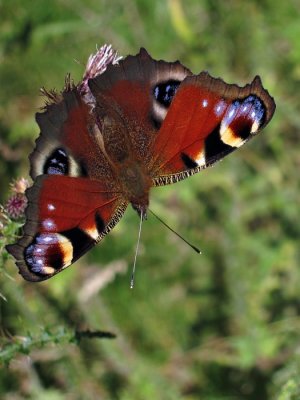 Butterfly, near Enniskerry