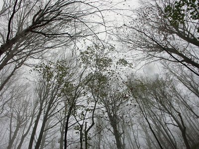 Winter trees, above Supljara Cave