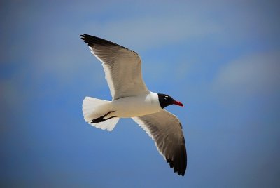 DSC_0246.jpg