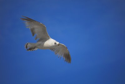 DSC_0391.jpg
