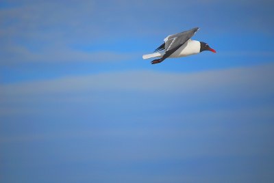 DSC_0468.jpg