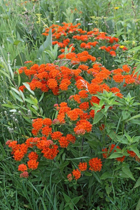 Prairie Showoff