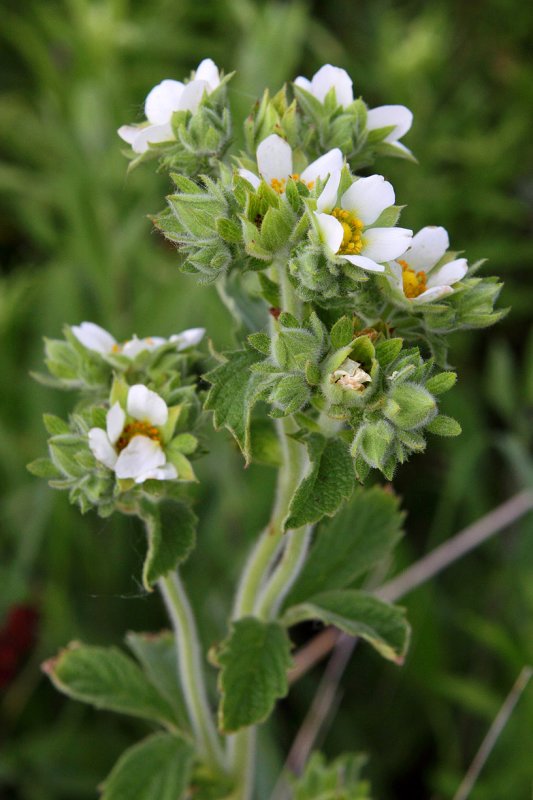 Prairie Plant