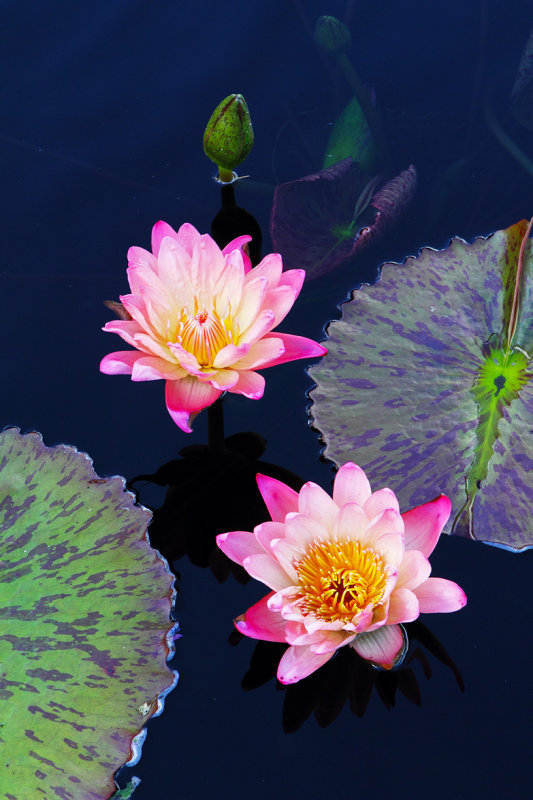 Lotus Light