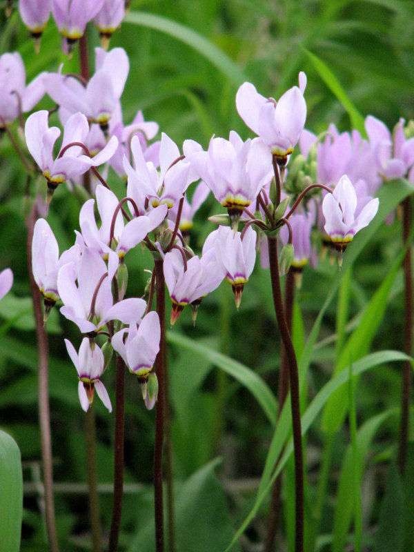 Spring Wildflowers