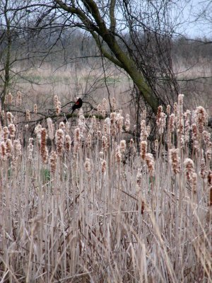 Spring Bird