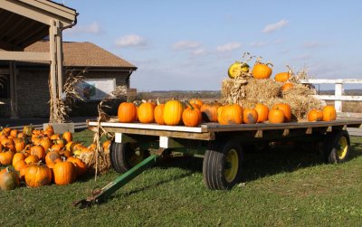 Load of Pumpkins
