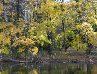 Fall on the Pond