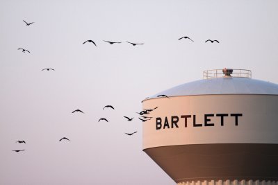Bartlett Birds
