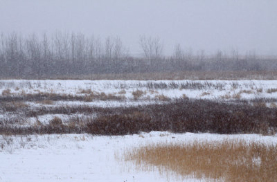 Midwestern Winter