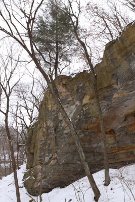 Tree on Top