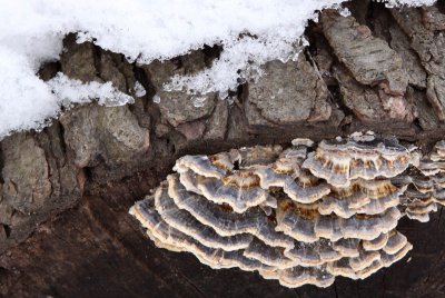 Frozen Fungus
