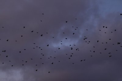 Flying Flock