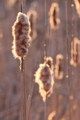 Cattail Seed Heads