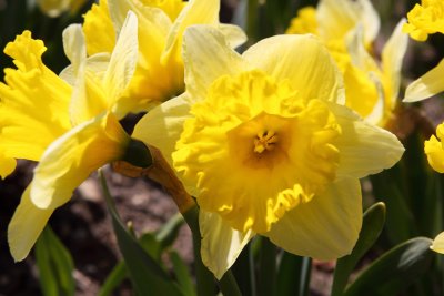 Dandy Daffodils