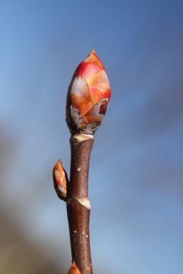 Buckeye Bud