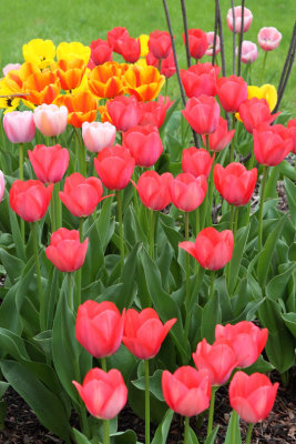 Brilliant Tulips