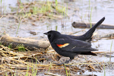 Mellow in the Marsh