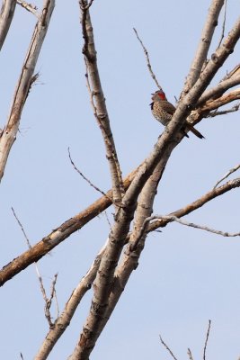 How Much Wood Can a Woodpecker Peck