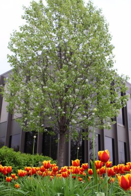 Flowers and Steel