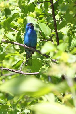 Bird in Blue