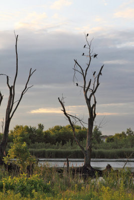 Cormorant Roost