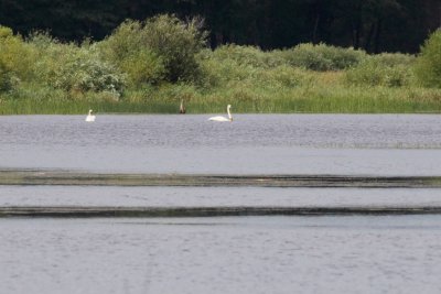 Summer Swans