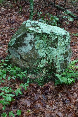 Rolling Rocks Gather Lichens