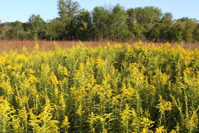 Golden Field