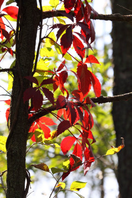 Red Creeper