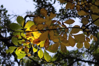 Fall Forming