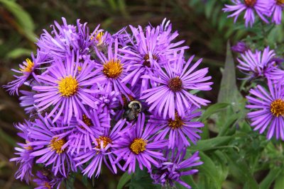 Autumnal Asters