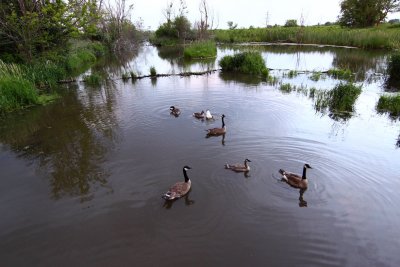 Goose Pond