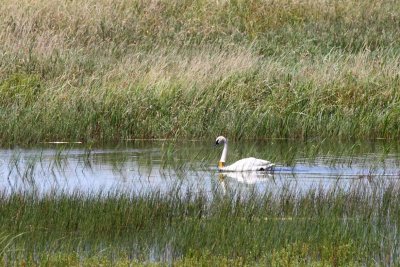 Swimming Cygnet