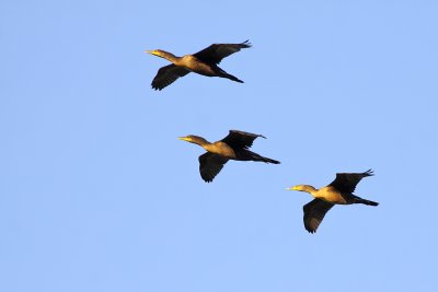 Flying Trio