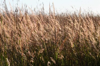 Prairie Late-Summer Grasses
