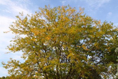 First of Fall